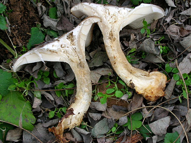 Clitocybe geotropa e Omphalotus olearius